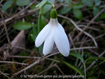 Galanthus nivalis 'Springwood Park'