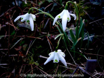 Galanthus nivalis 'Quad'