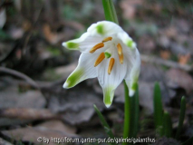 Leucojum vernum 'Green Lantern'