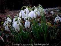 Galanthus 'Ginn's Imperati'