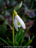 Galanthus nivalis 'Écusson d'Or'