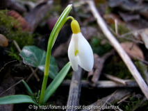 Galanthus nivalis 'Chrome Yellow'