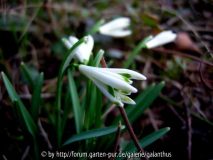Galanthus nivalis 'Bunch'