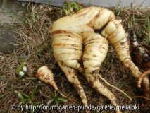 Pastinake