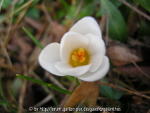 Crocus chrysanthus 'Snow Bunting'