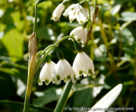 Leucojum aestivum ssp_ pulchellum_12-03-