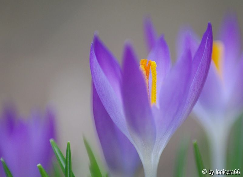 wildkrokus1