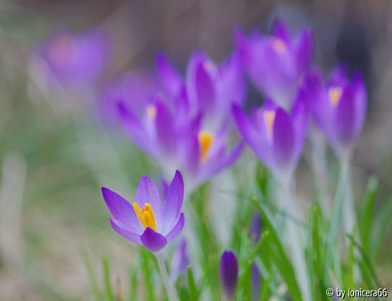 Wildkrokus2