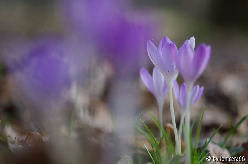 Wildkrokus3