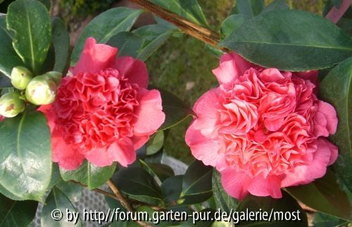 Cardinals Cup und Anemoniflora Rosea