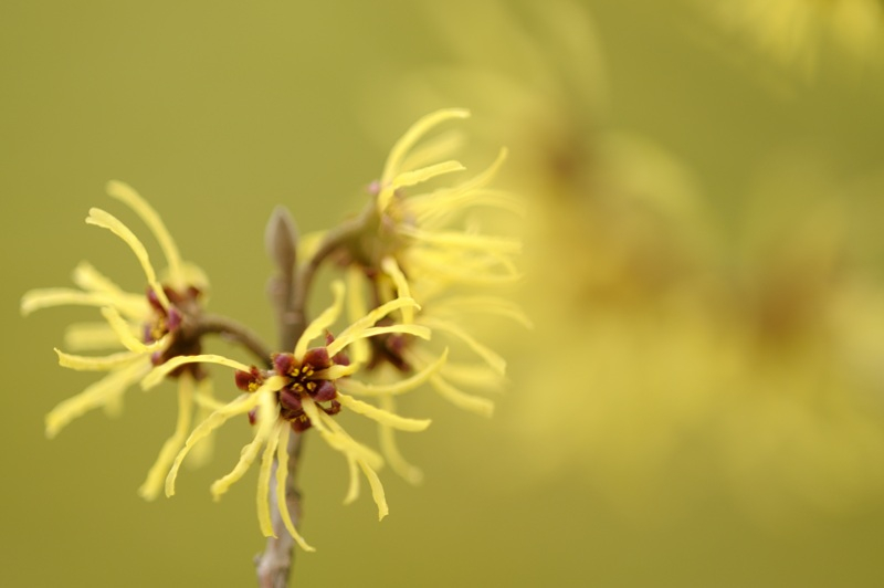 Hamamelis III