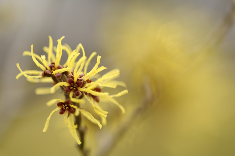 Hamamelis II