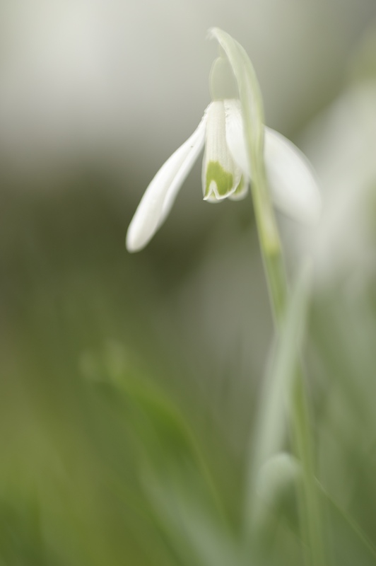 Schneeglöckchen III
