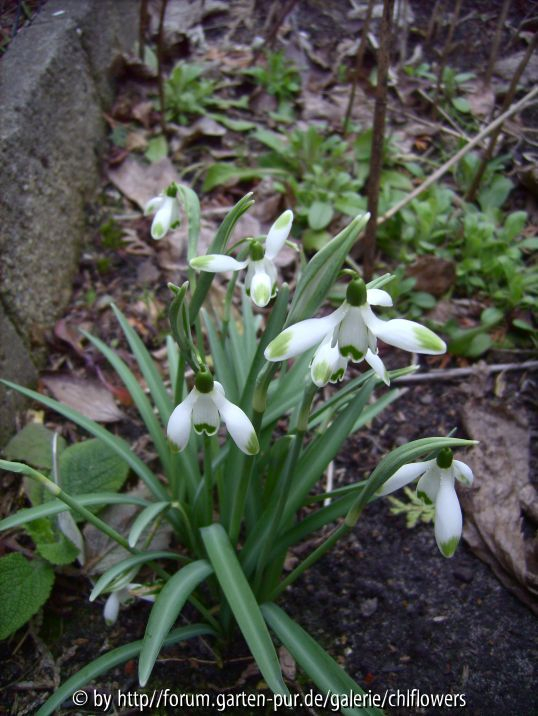G. Viridapicis