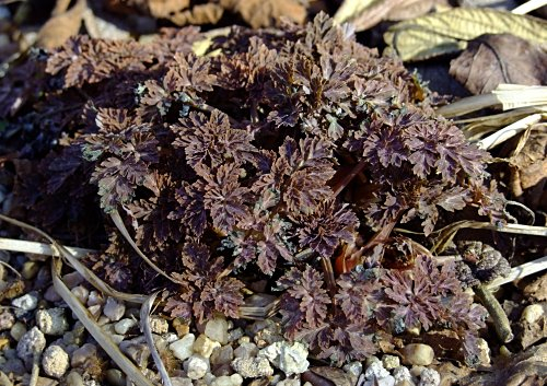Corydalis 'Chocolate'
