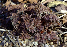 Corydalis 'Chocolate Star'(?)