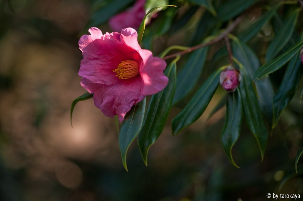 C.subintegra