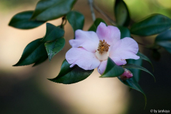 rosa beschwingt12