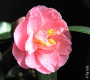 Shibori-egao 4_1_2010.JPG
