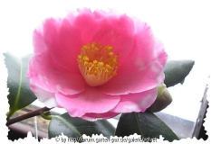Shibori-Egao
