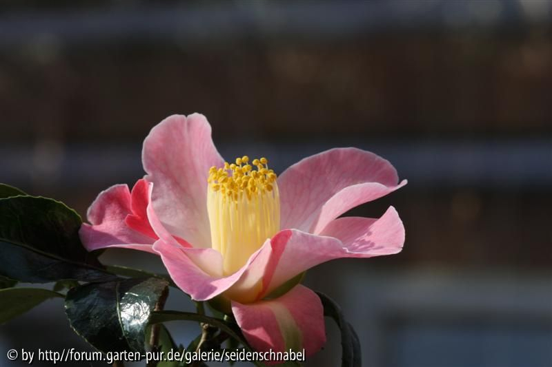 Cupcake 06_03_2012