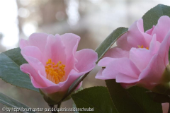 Dagmar Berghoff 08_03_2012