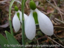 Galanthus elwesii 'Big Boy' 2012