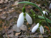 Galanthus 'Benhall Beauty'