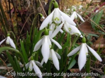 Galanthus nivalis 'Anglesey Abbey'