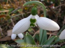 Galanthus elwesii 'Hörup'