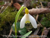 Galanthus nivalis 'Chrome Yellow' 2