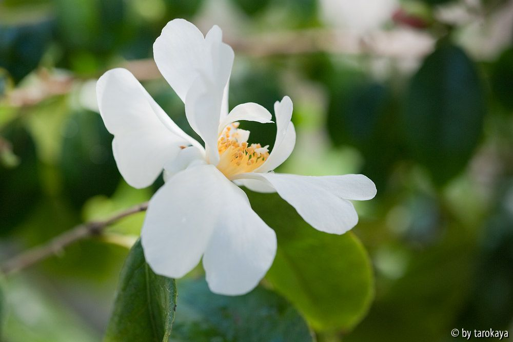 C.yuhsienensis12 E