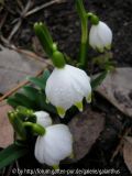 Leucojum vernum 'Eva'
