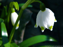 Leucojum "grün"