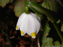 Leucojum "gelb"