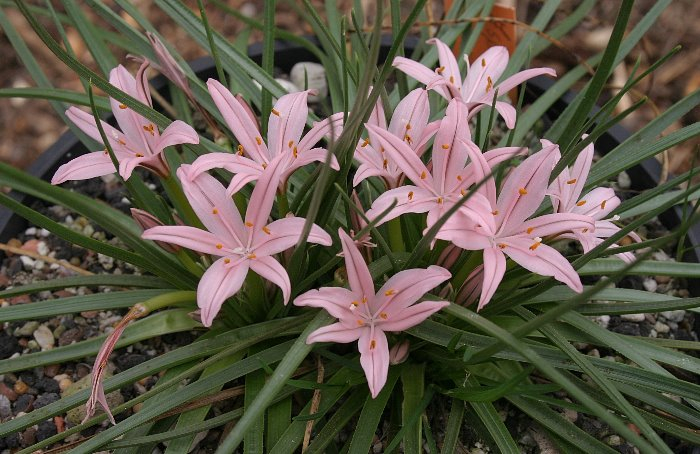 Asphodelus acaulis