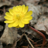 Adonis amurensis