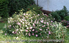 Blush Damask
