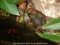 2012-03-12 Grasfrösche