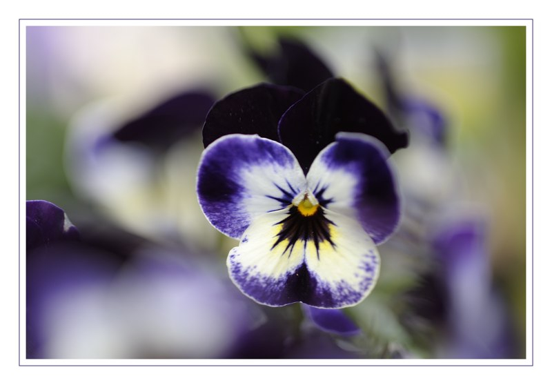 Viola