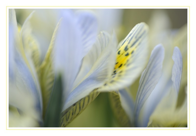 Iris II