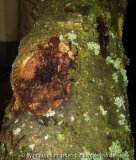 Apfelbaum mit Krankheit