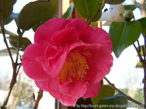 C. japonica 'Dr. King' 2012