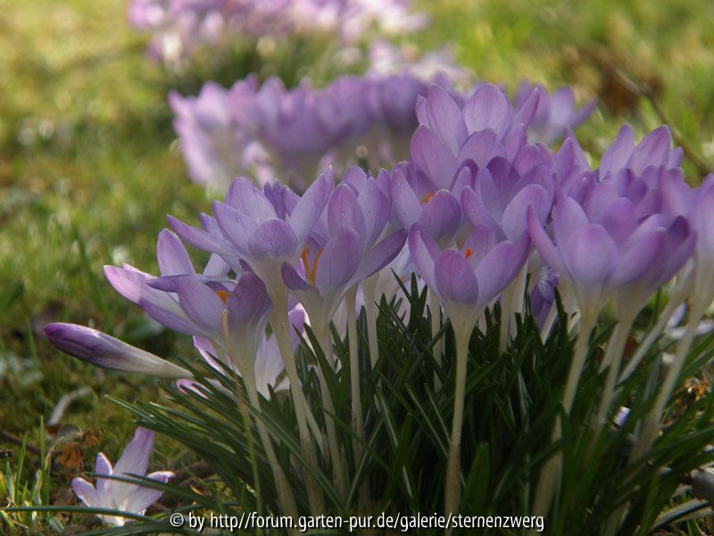 Krokus am Wegesrand 2
