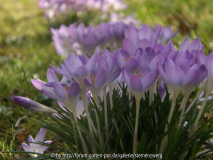 Krokus am Wegesrand 2