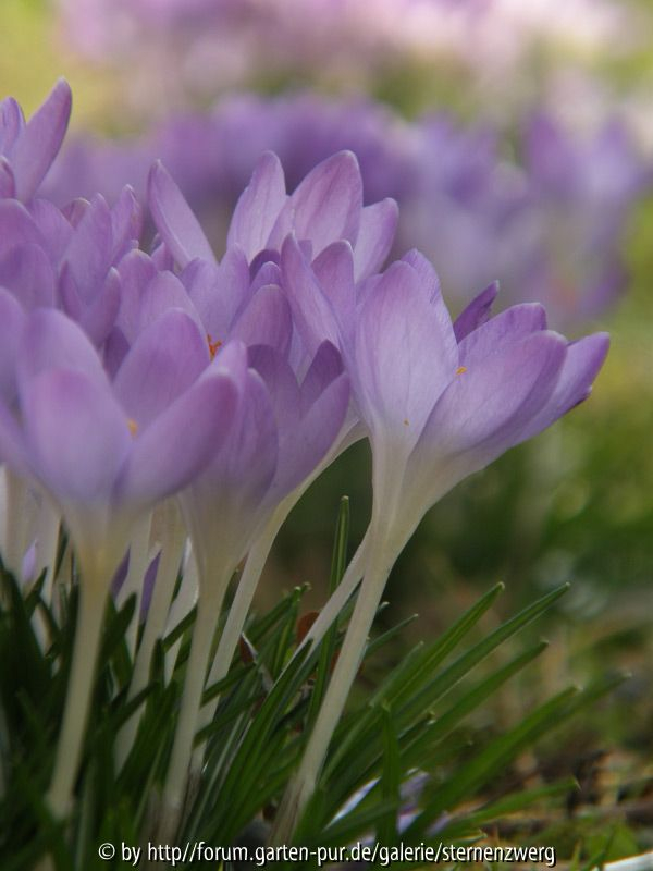 Krokus am Wegesrand 3
