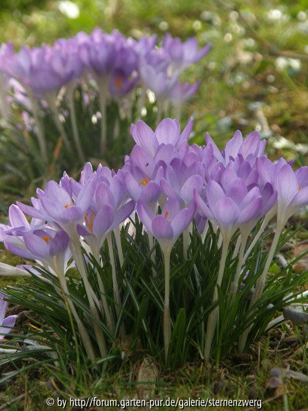 Krokus am Wegesrand 1