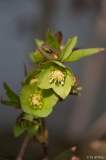 H.torquatus12 ??