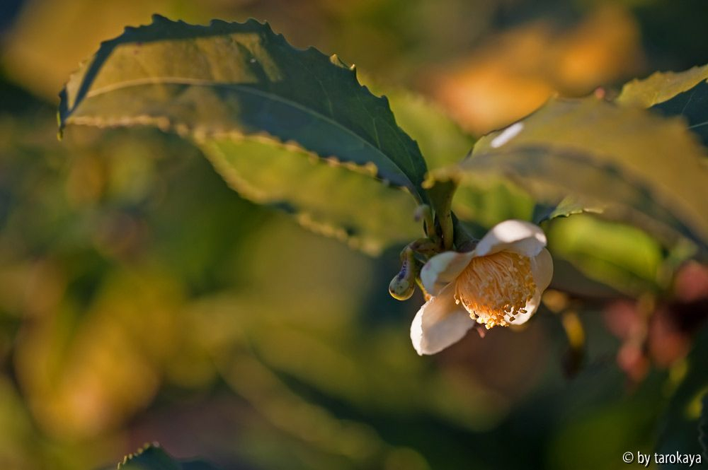C.sinensis12