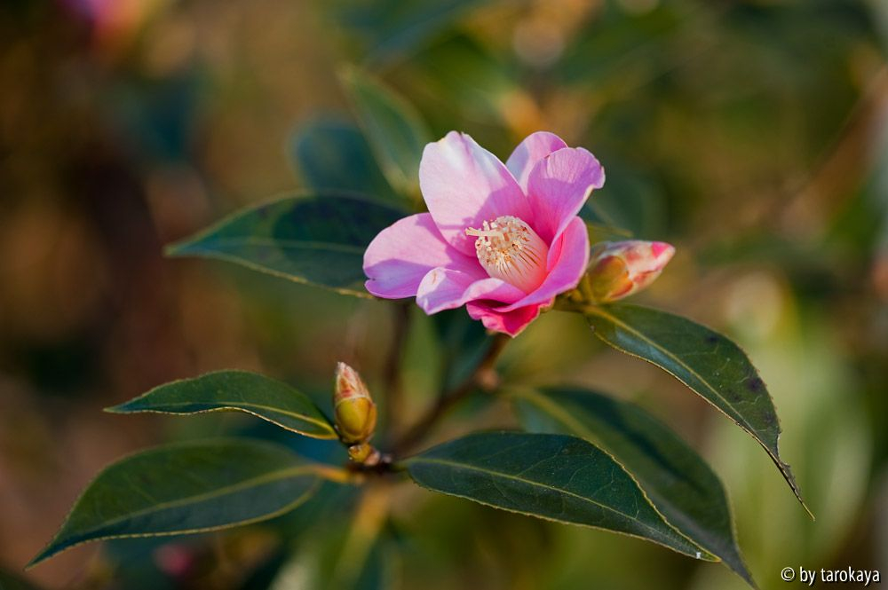 C.saluenensis12